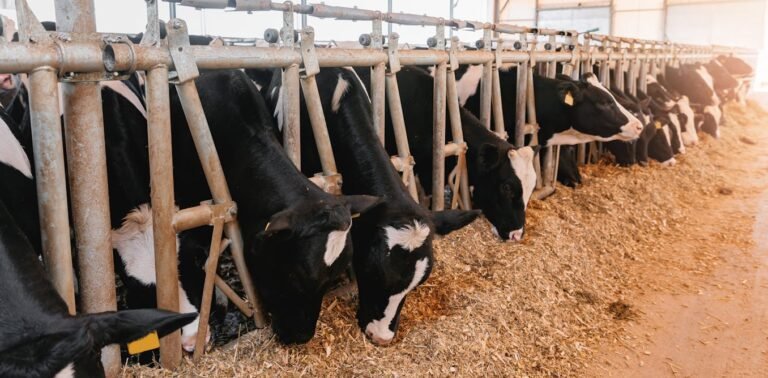 Development banks think it’s a good idea, but bad for the climate